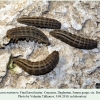 pseudochazara mamurra rutul larva final 3